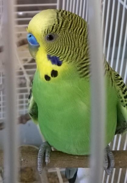 Jiji